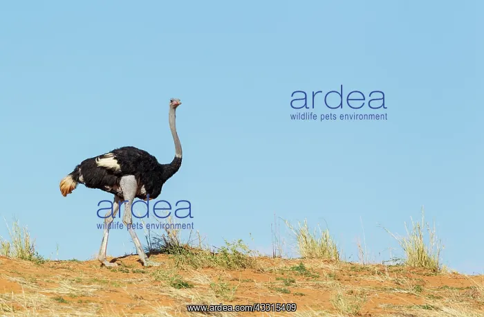 : Ostrich. Male. Walking on the ridge of a grass-grown : Ostrich. Male. Walking on the ridge of a grass-grown