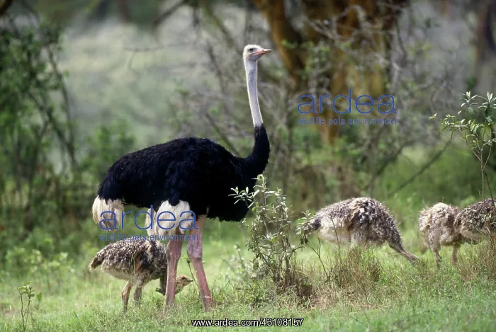 : Ostrich male and young : Ostrich male and young