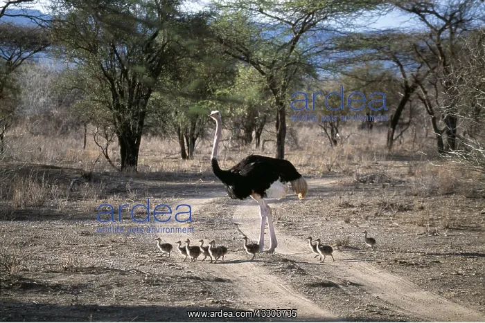 : OSTRICH - male with young, crossing a track : OSTRICH - male with young, crossing a track