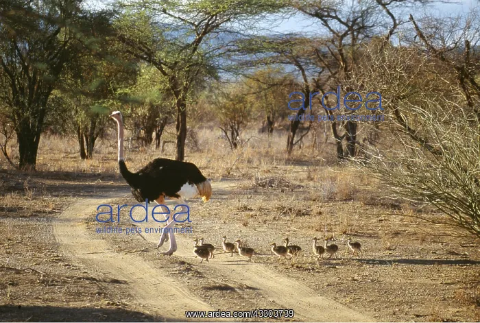 : OSTRICH - male with young, crossing a track : OSTRICH - male with young, crossing a track