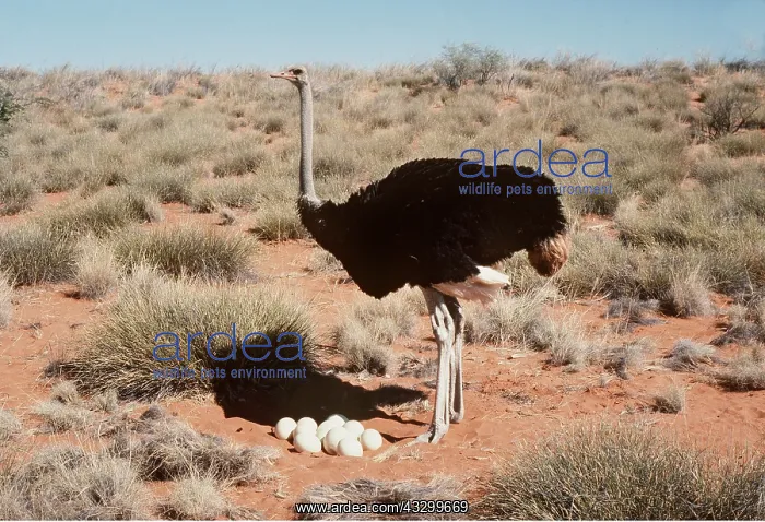 : OSTRICH - at nest with eggs : OSTRICH - at nest with eggs