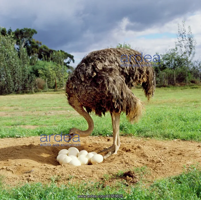 : Ostrich - at nest with eggs : Ostrich - at nest with eggs