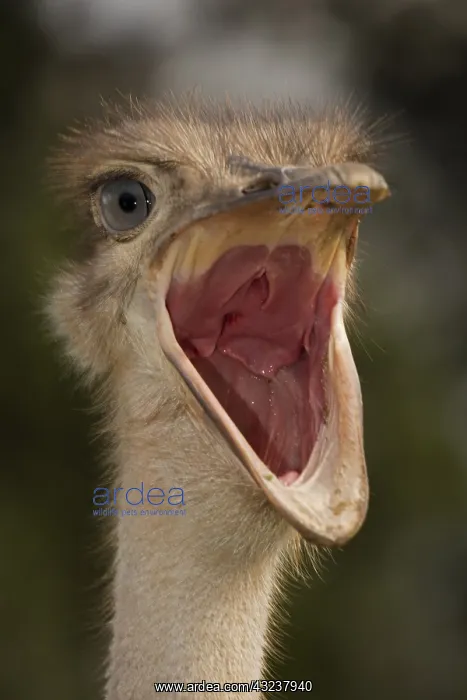  : Ostrich with open mouth, in Kenya, Africa