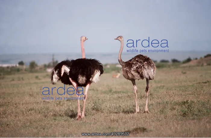 : OSTRICH - pair : OSTRICH - pair