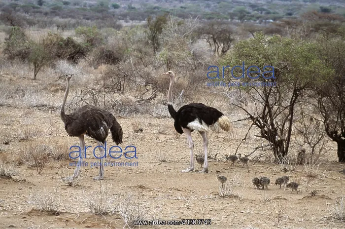  : OSTRICH - pair with young chicks