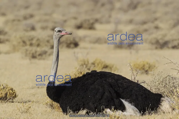 : Ostrich - resting male - Etosha National Park, Namibia : Ostrich - resting male - Etosha National Park, Namibia