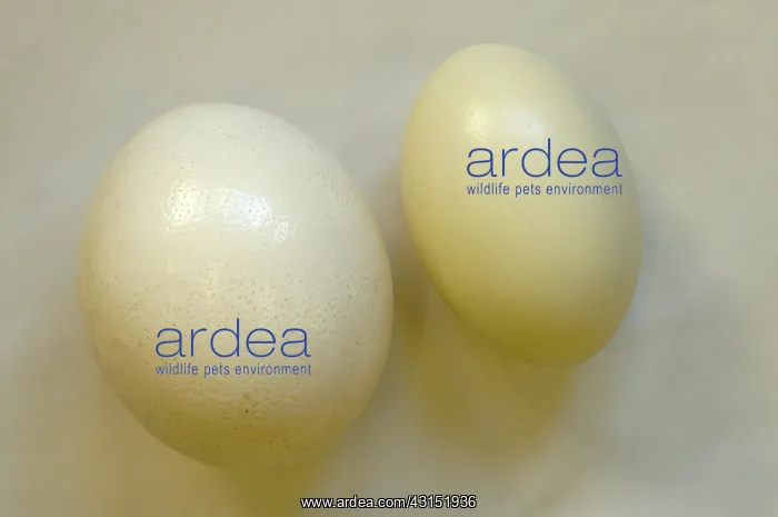 : Ostrich and Rhea eggs : Ostrich and Rhea eggs