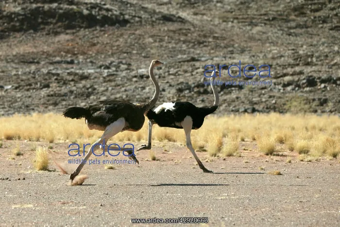 : Ostrich - two running : Ostrich - two running