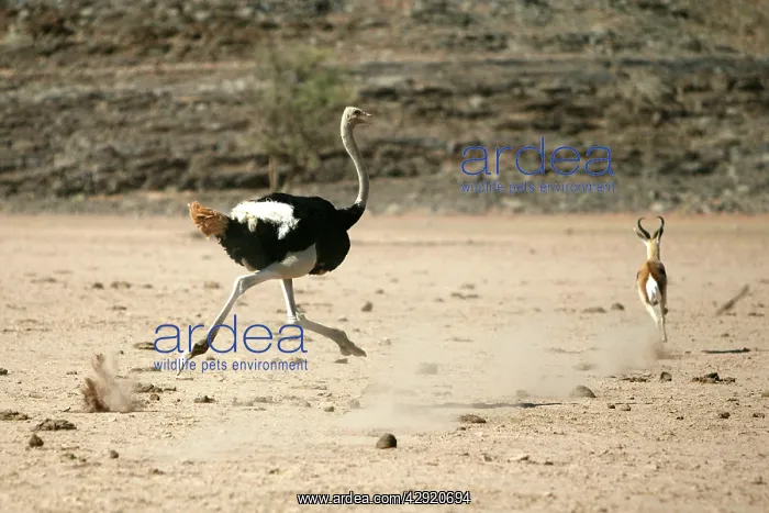 : Ostrich - running : Ostrich - running