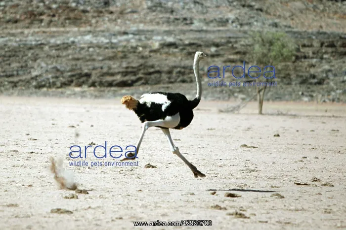 : Ostrich - running : Ostrich - running