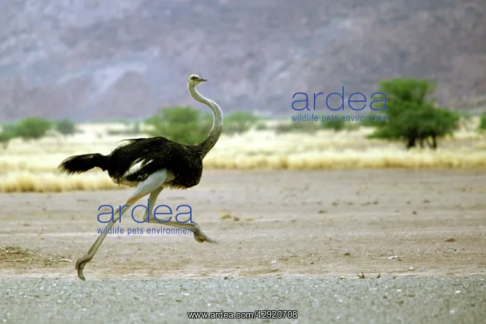 : Ostrich - running : Ostrich - running