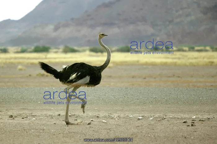 : Ostrich - running : Ostrich - running