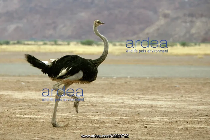 : Ostrich - running : Ostrich - running
