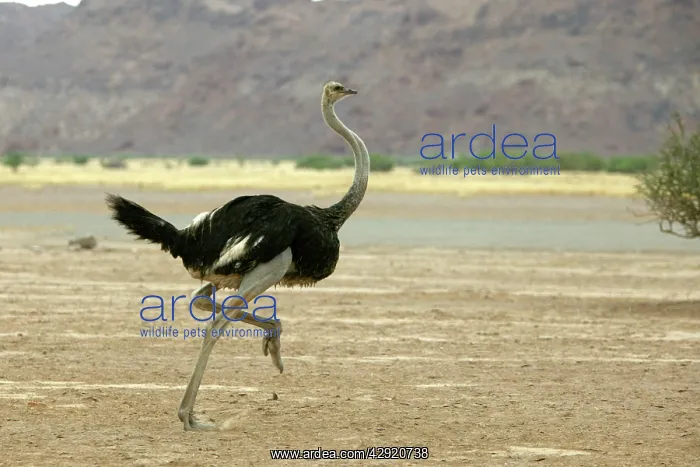 : Ostrich - running : Ostrich - running