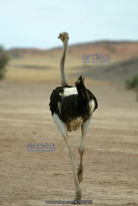  : Ostrich - running