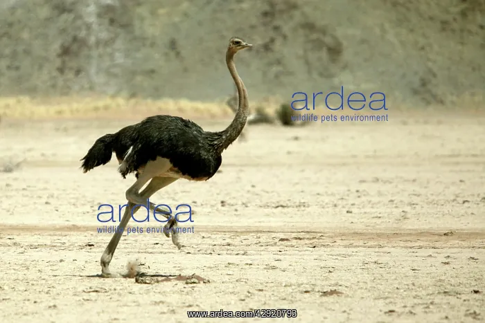 : Ostrich - running : Ostrich - running