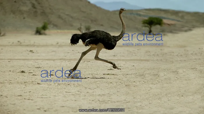 : Ostrich - running : Ostrich - running