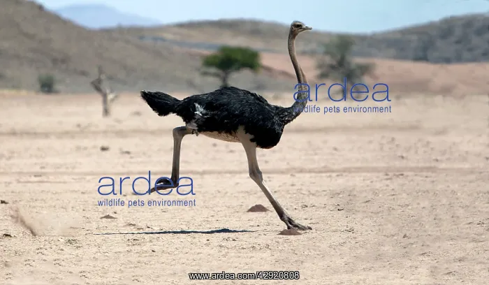 : Ostrich - running : Ostrich - running