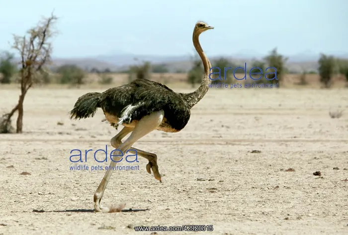 : Ostrich - running : Ostrich - running