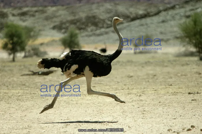 : Ostrich - running : Ostrich - running