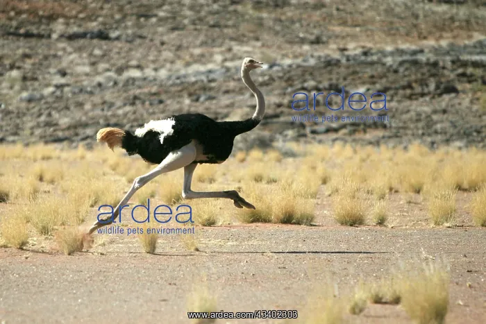 : Ostrich - running : Ostrich - running