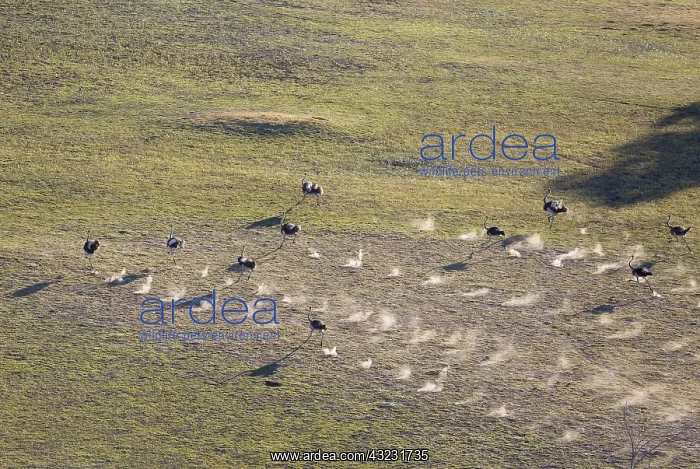 : Ostrich - running - aerial view - Okavango Delta : Ostrich - running - aerial view - Okavango Delta