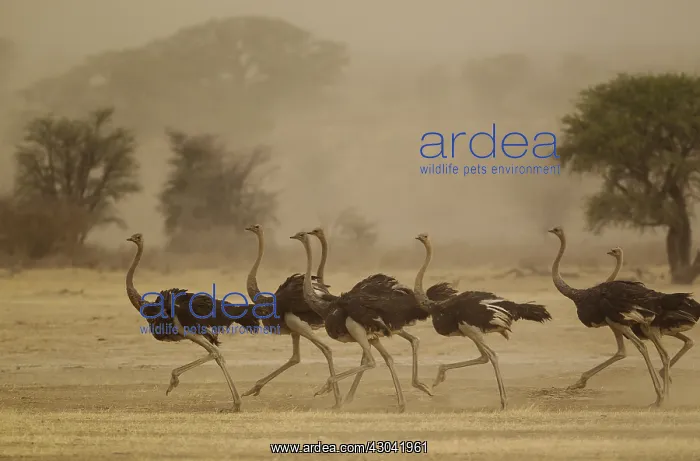 : Ostrich - running females as a sandstorm approaches : Ostrich - running females as a sandstorm approaches