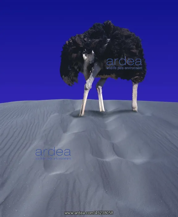 : OSTRICH (struthio camelus), ADULT HIDING HEAD IN : OSTRICH (struthio camelus), ADULT HIDING HEAD IN