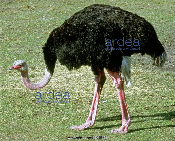 : Ostrich (Struthio camelus camelus) : Ostrich (Struthio camelus camelus)