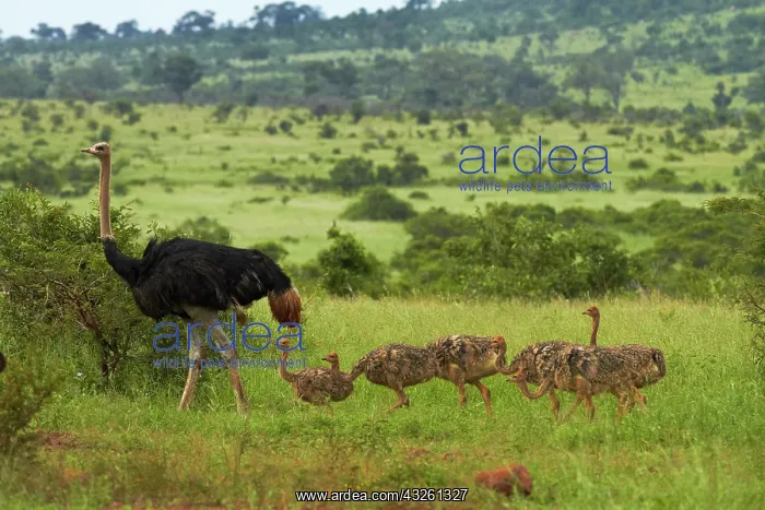: Ostrich (Struthio camelus) and chicks, Kruger : Ostrich (Struthio camelus) and chicks, Kruger