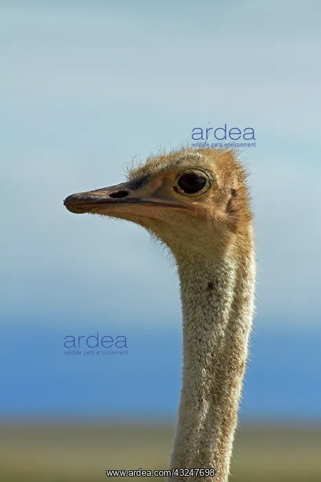 : Ostrich (Struthio camelus), Etosha National : Ostrich (Struthio camelus), Etosha National