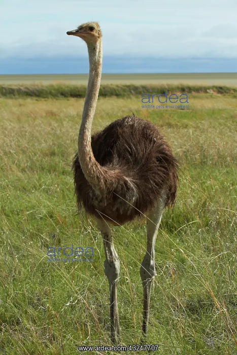 : Ostrich (Struthio camelus), Etosha National : Ostrich (Struthio camelus), Etosha National
