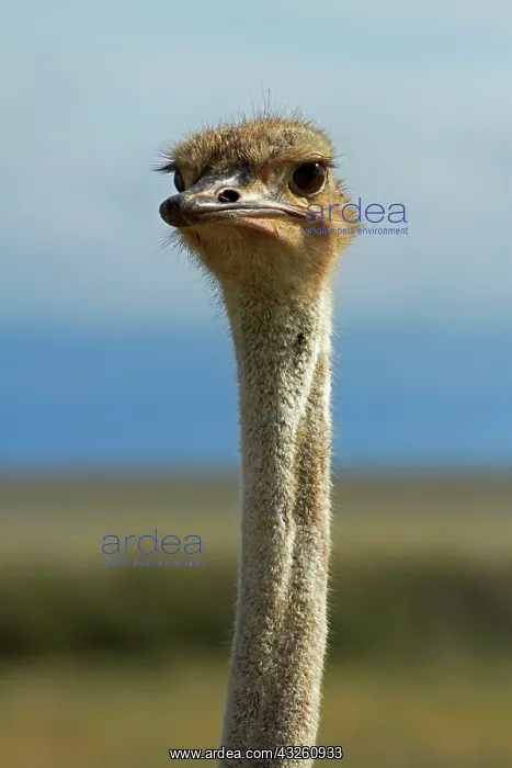 : Ostrich (Struthio camelus), Etosha National : Ostrich (Struthio camelus), Etosha National
