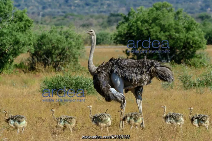 : Ostrich (Struthio camelus) female and chicks. Mashatu : Ostrich (Struthio camelus) female and chicks. Mashatu