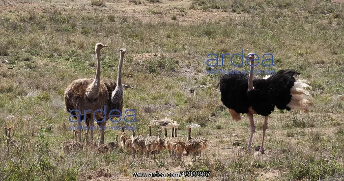 : Ostrich (struthio camelus), Male, female and Chi : Ostrich (struthio camelus), Male, female and Chi
