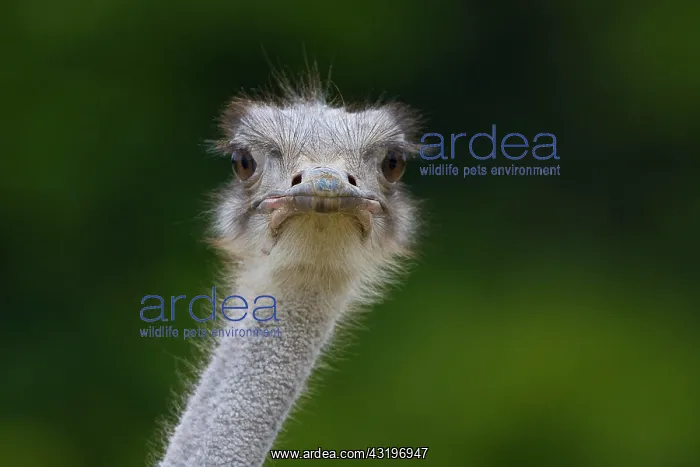 : Ostrich (Struthio camelus), portrait afrikanischer : Ostrich (Struthio camelus), portrait afrikanischer