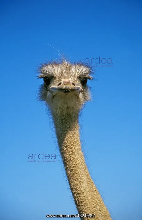 : Ostrich (struthio camelus), Portrait of Female : Ostrich (struthio camelus), Portrait of Female