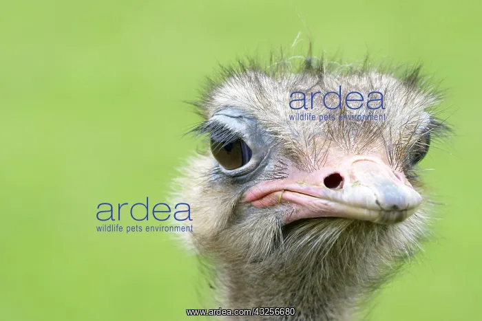 : Ostrich (Struthio camelus) portrait, Spain, Cab : Ostrich (Struthio camelus) portrait, Spain, Cab
