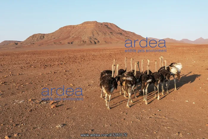 : Ostrich (Struthio camelus). At a rocky desert plain at the e : Ostrich (Struthio camelus). At a rocky desert plain at the e