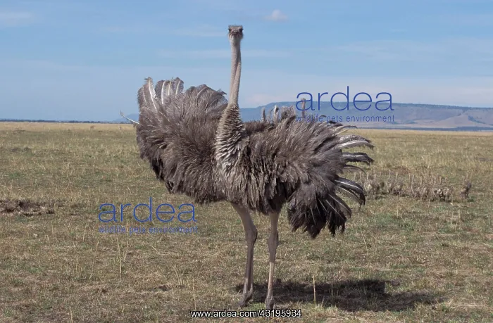 : Ostrich (Struthio camelus) running in a field, Masai : Ostrich (Struthio camelus) running in a field, Masai