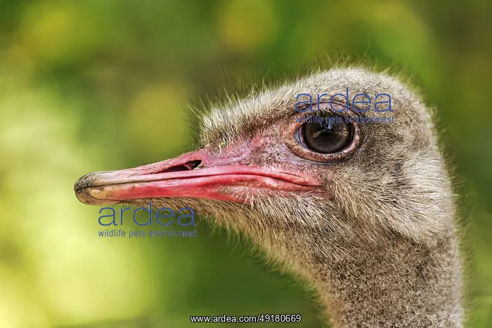 : Ostrich (Struthio), head portrait : Ostrich (Struthio), head portrait
