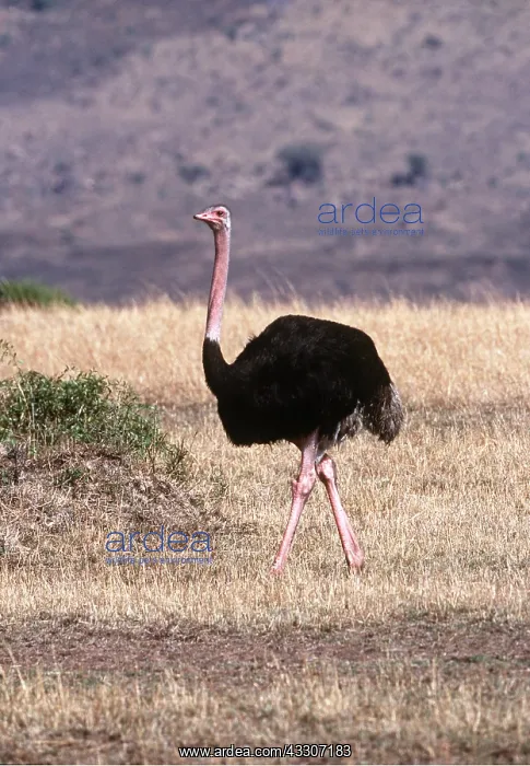 : Ostrich - walking : Ostrich - walking