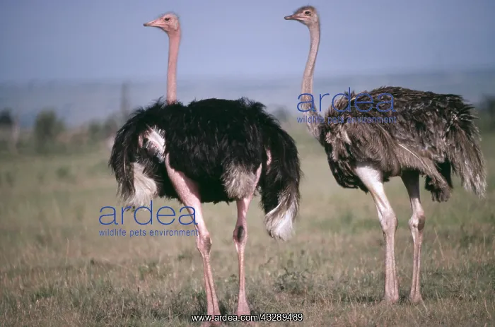 : OSTRICH - x two : OSTRICH - x two
