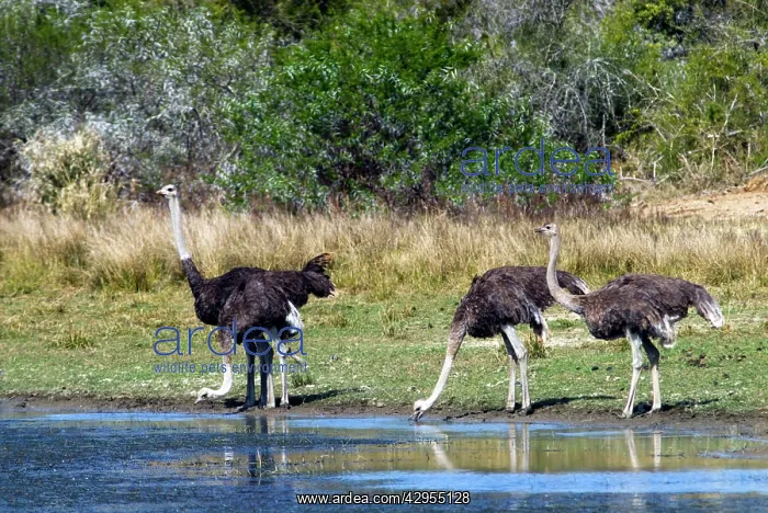 : Ostriches drinking at pan : Ostriches drinking at pan