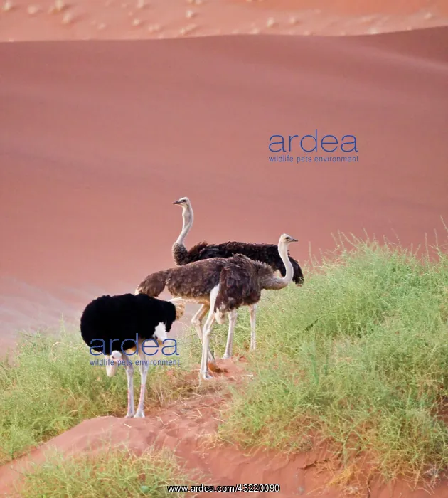 : Ostriches in the dunes at Sossusvlei, Namib-Nauklift : Ostriches in the dunes at Sossusvlei, Namib-Nauklift