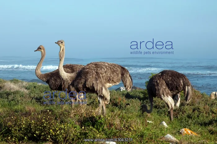  : Ostriches foraging in fynbos by coast