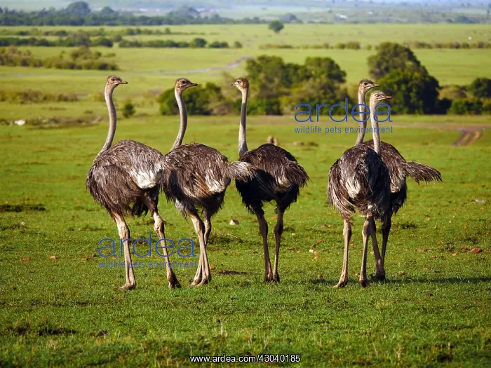 : Ostriches in the Masai Mara, Kenya, Africa Ostriches : Ostriches in the Masai Mara, Kenya, Africa Ostriches