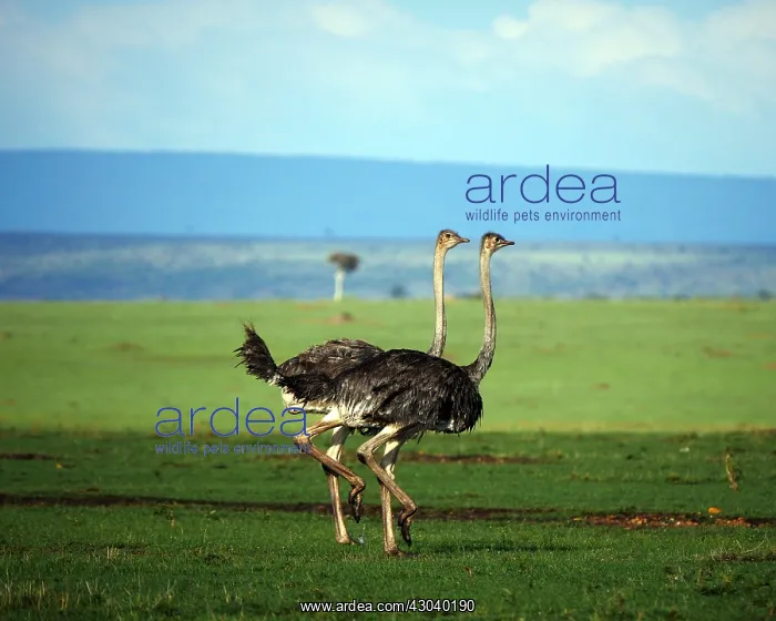  : Ostriches in the Masai Mara, Kenya, Africa Ostriches