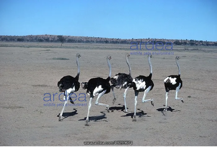 : OSTRICHES - running on dry pan : OSTRICHES - running on dry pan