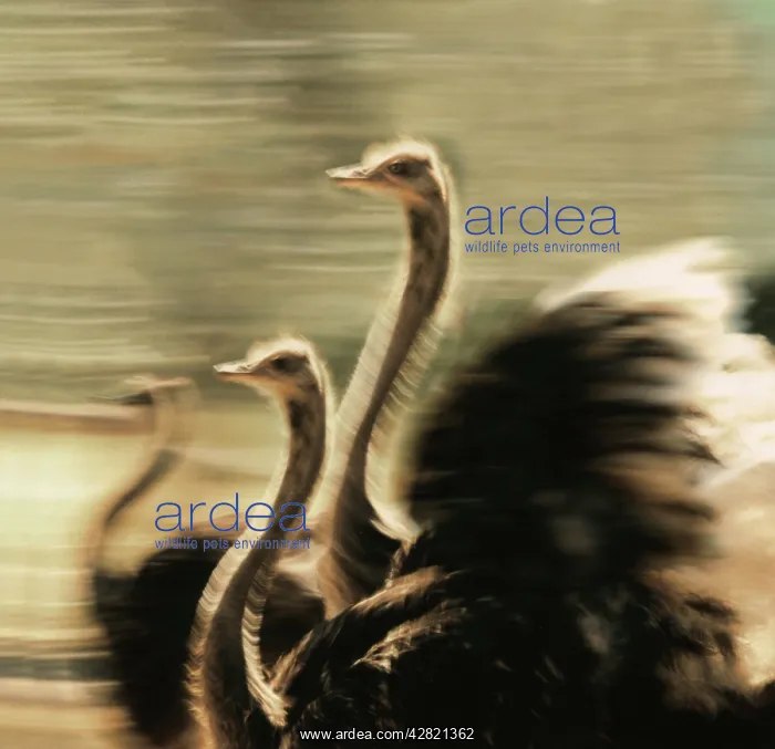 : Ostriches - Running in a zig-zag pattern : Ostriches - Running in a zig-zag pattern